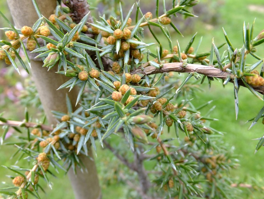 Шишкоягоды можжевельника