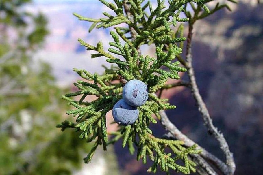 Артыш казацкий можжевельник