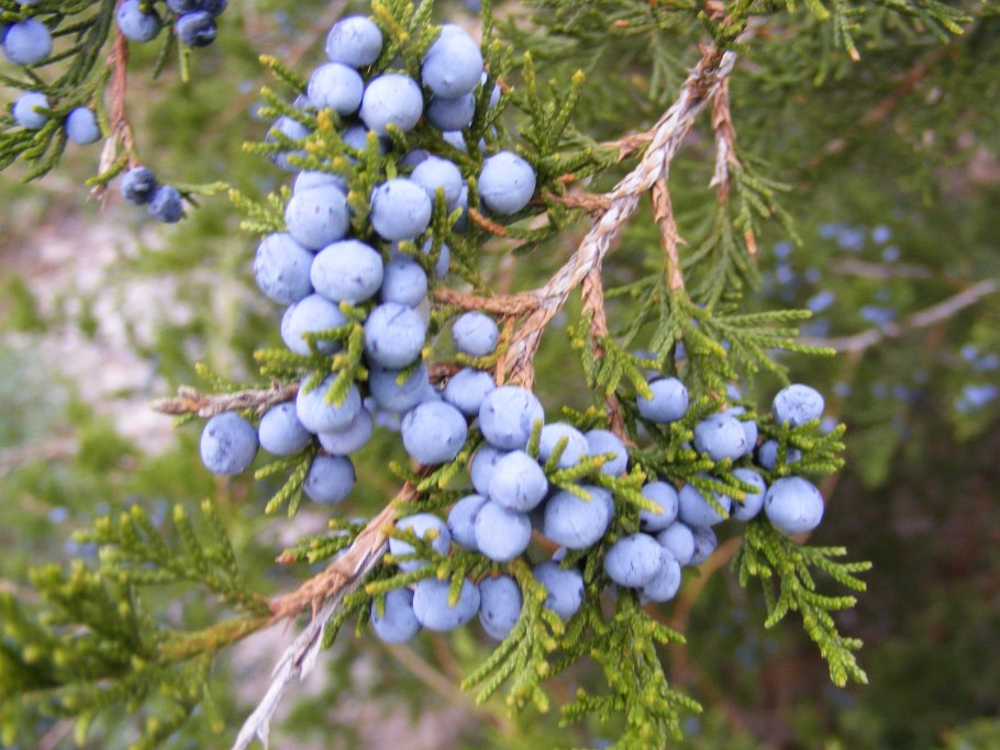 Можжевельник обыкновенный шишки