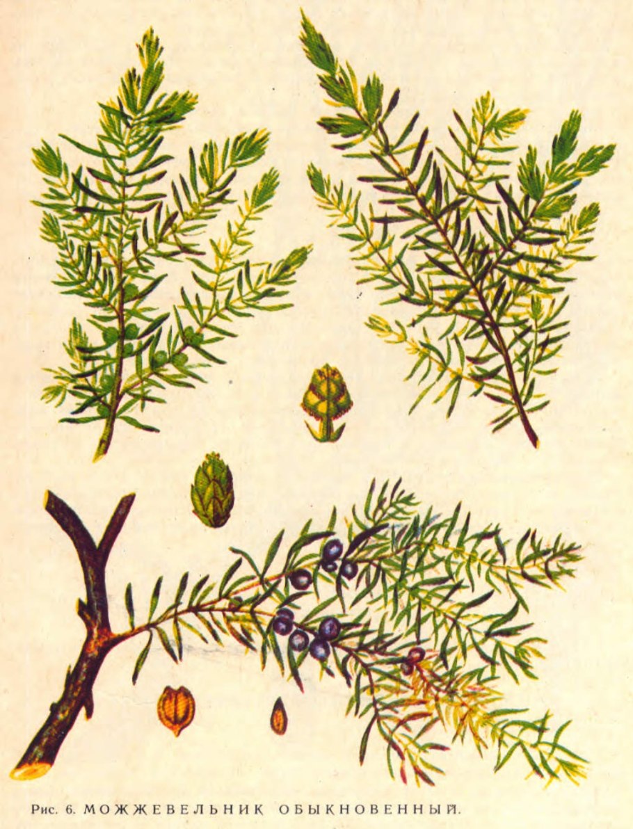 Можжевельник казацкий Шишкоягоды