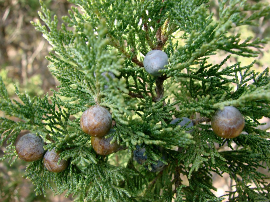 Можжевельник цветет