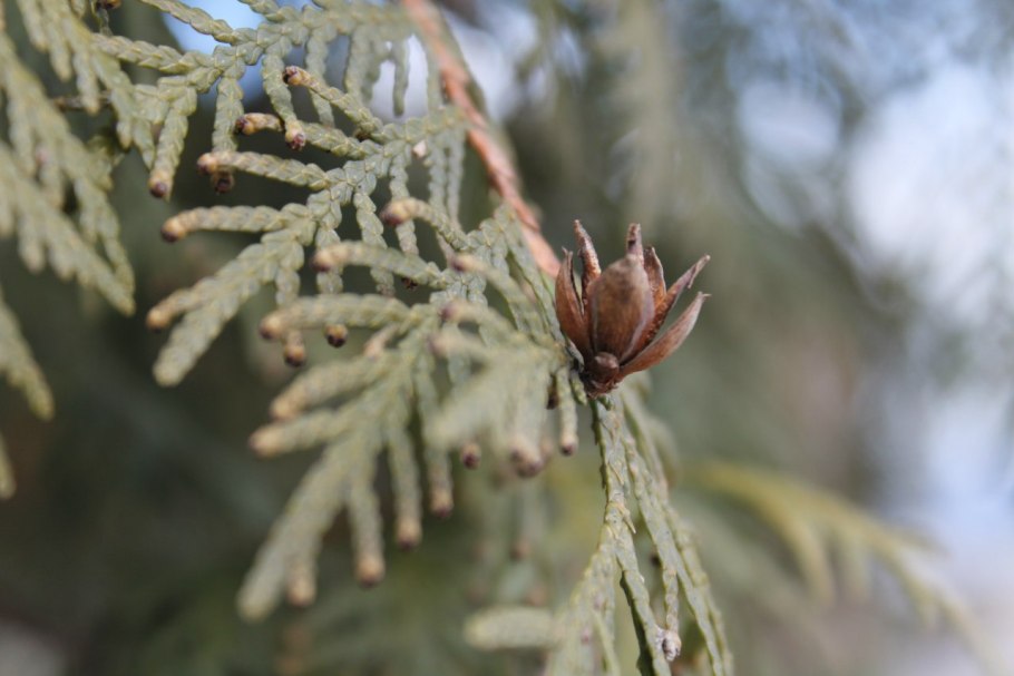 Cupressus sempervirens l. Кипарис вечнозеленый