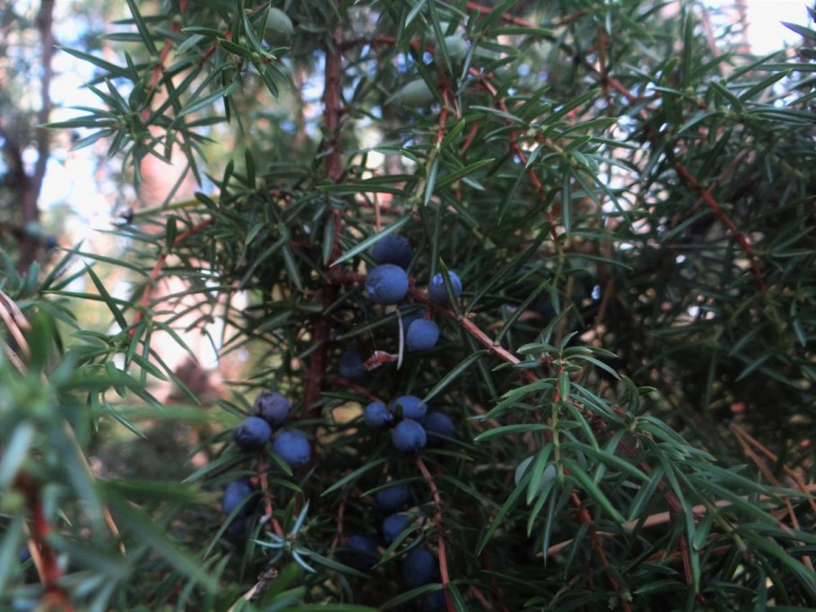 Можжевельник Сибирский, (Шишкоягоды)