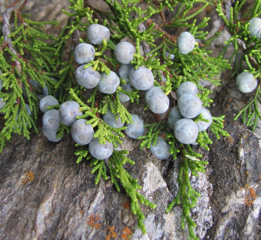 Можжевельник Сибирский микростробилы