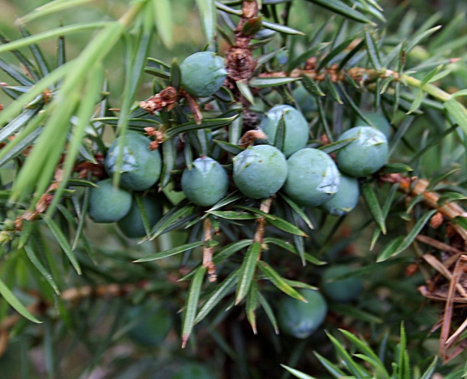 Можжевельник обыкновенный шишки