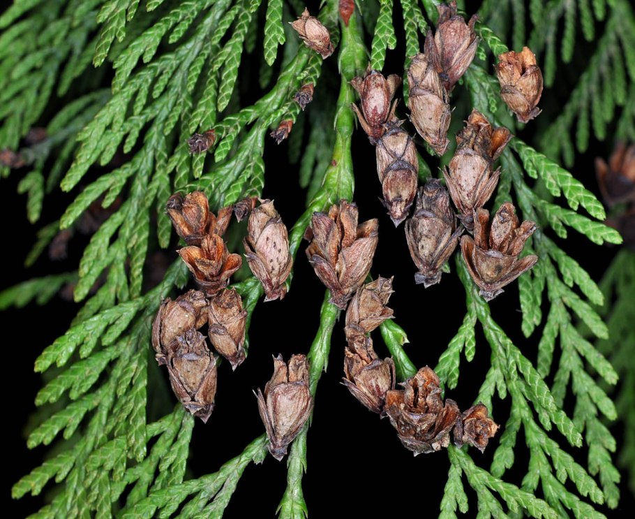 Juniper Berry можжевельник