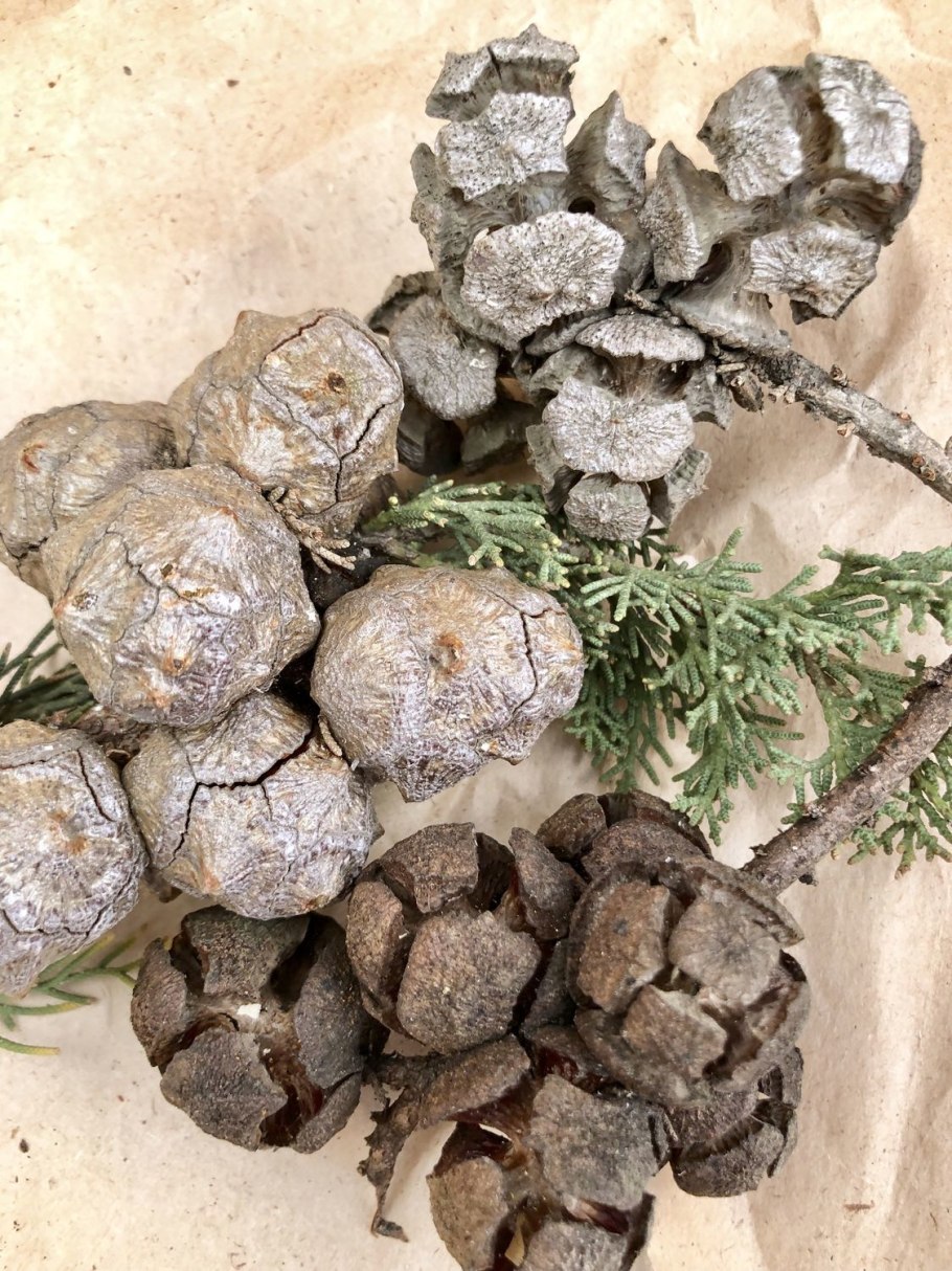 Кедр Juniperus virginiana