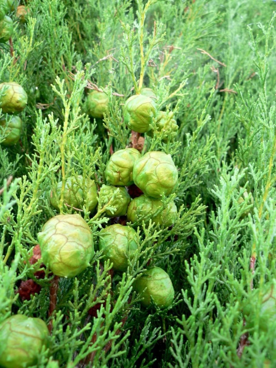 Можжевельник Хартмана