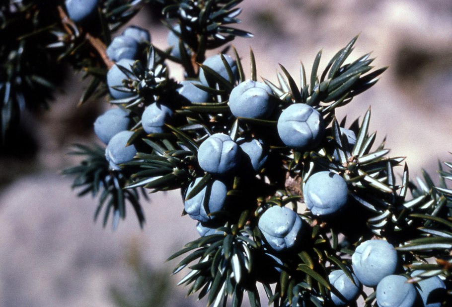 Можжевельник красный (Juniperus oxycedrus)