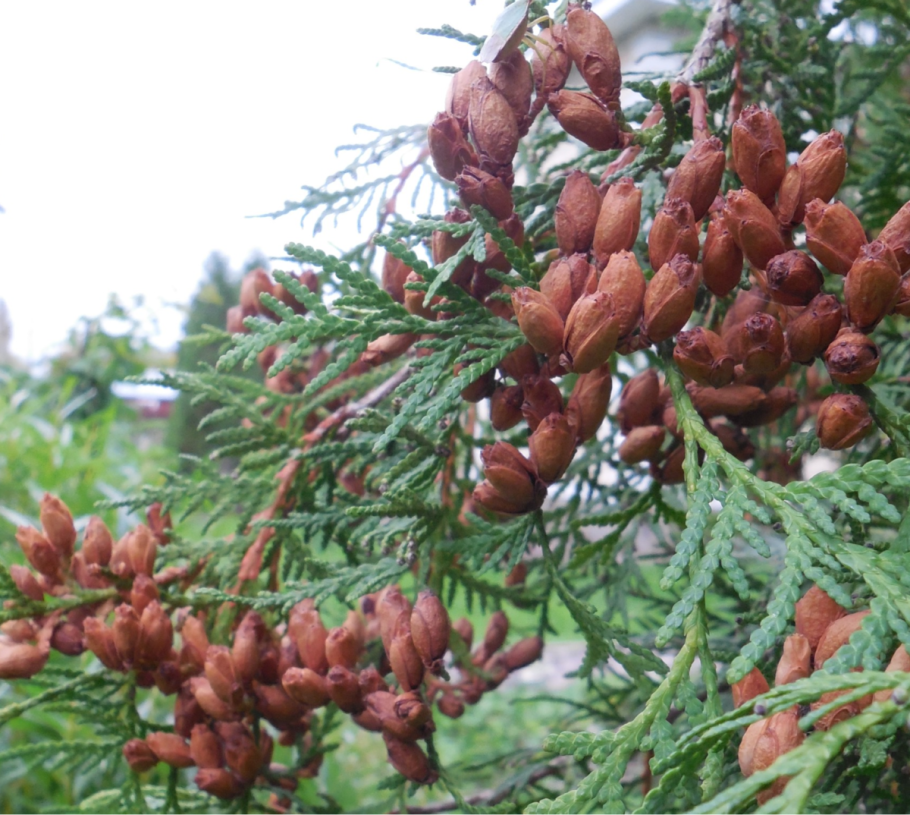 Шишкоягоды можжевельника