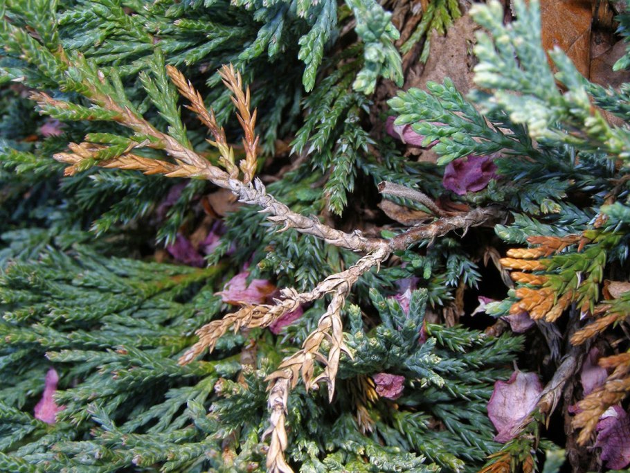 Семейство Кипарисовые (Cupressaceae)