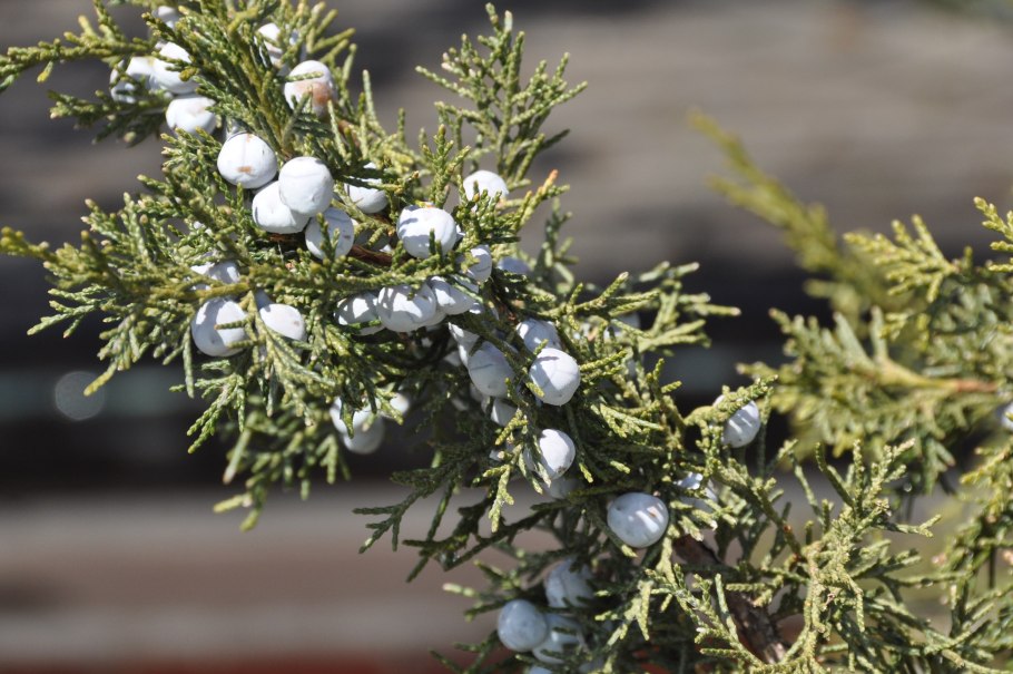 Высокий можжевельник с шишечками