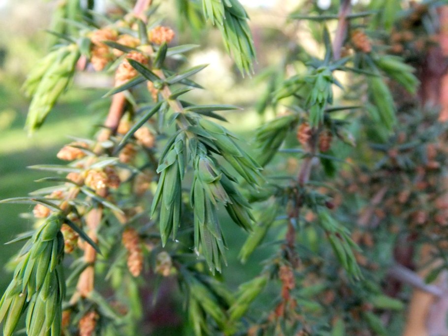 Можжевельник обыкновенный микростробилы
