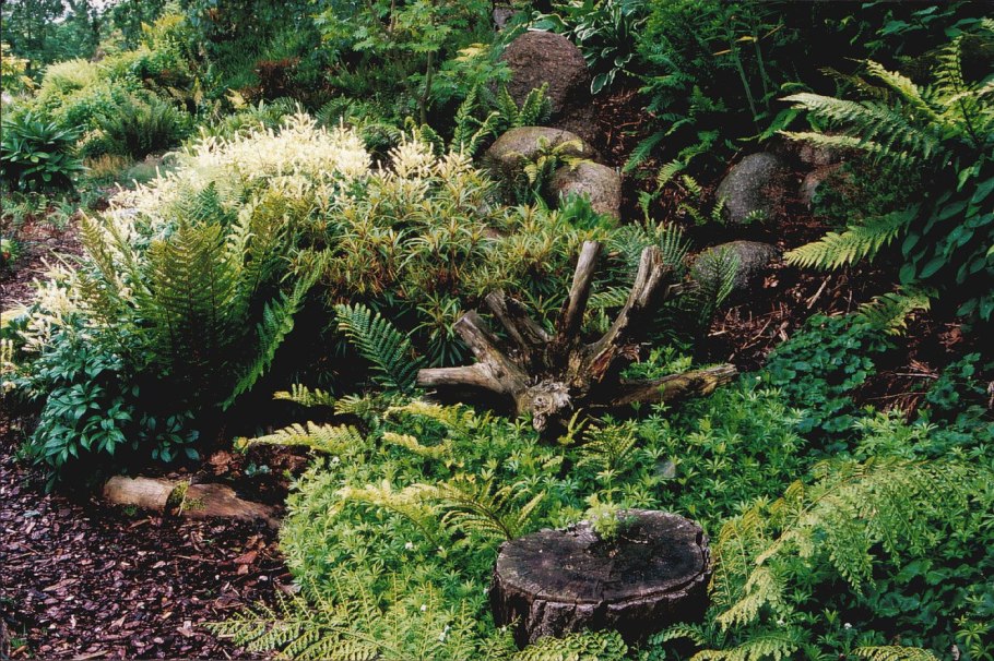 Папоротник Осмунда азиатская