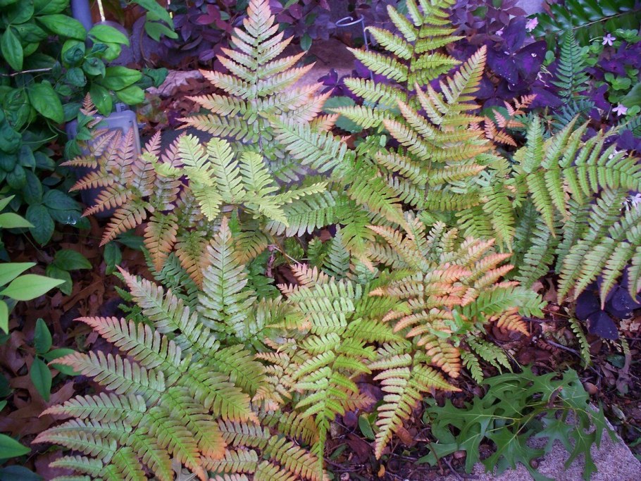 Щитовник красносорусовый (dryopteris erythrosora)