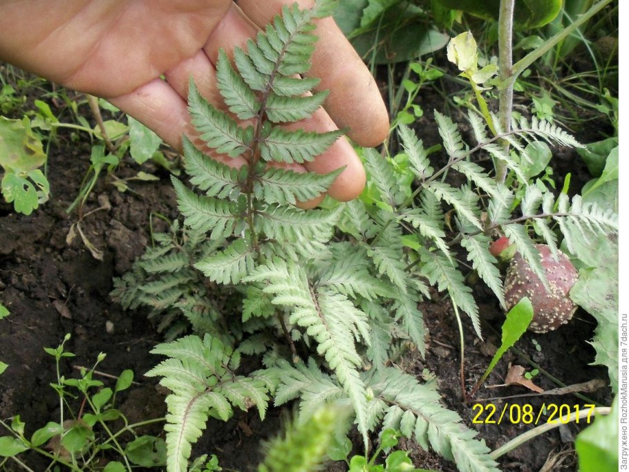 Рододендроны + хосты + папоротник