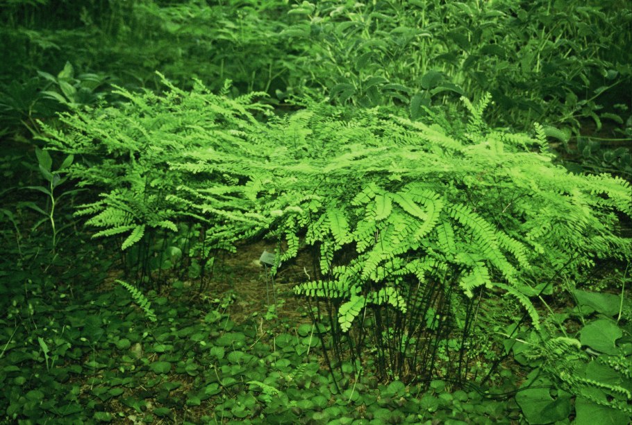 Щитовник красносорусовый