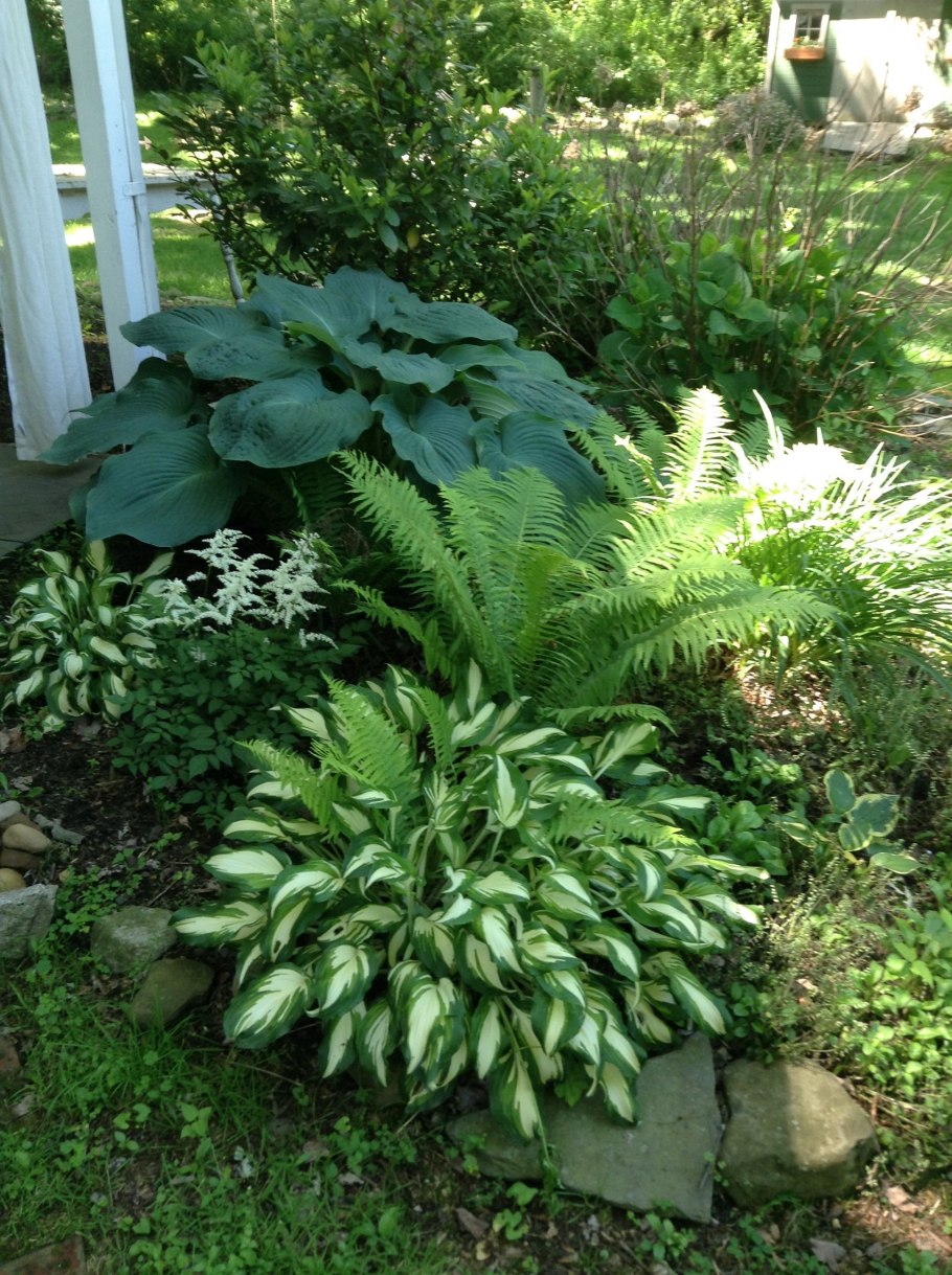 Кочедыжник ниппонский ред Бьюти