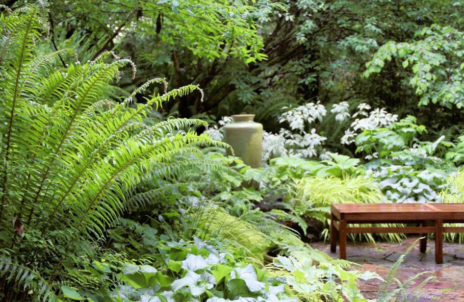 Папоротник Щитовник мужской систематика