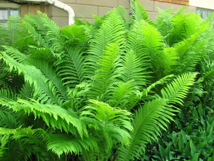 Polystichum Многорядник polyblepharum
