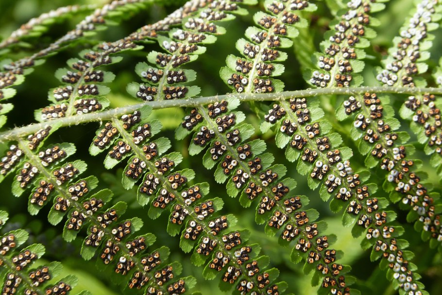 Папоротник садовый страусник