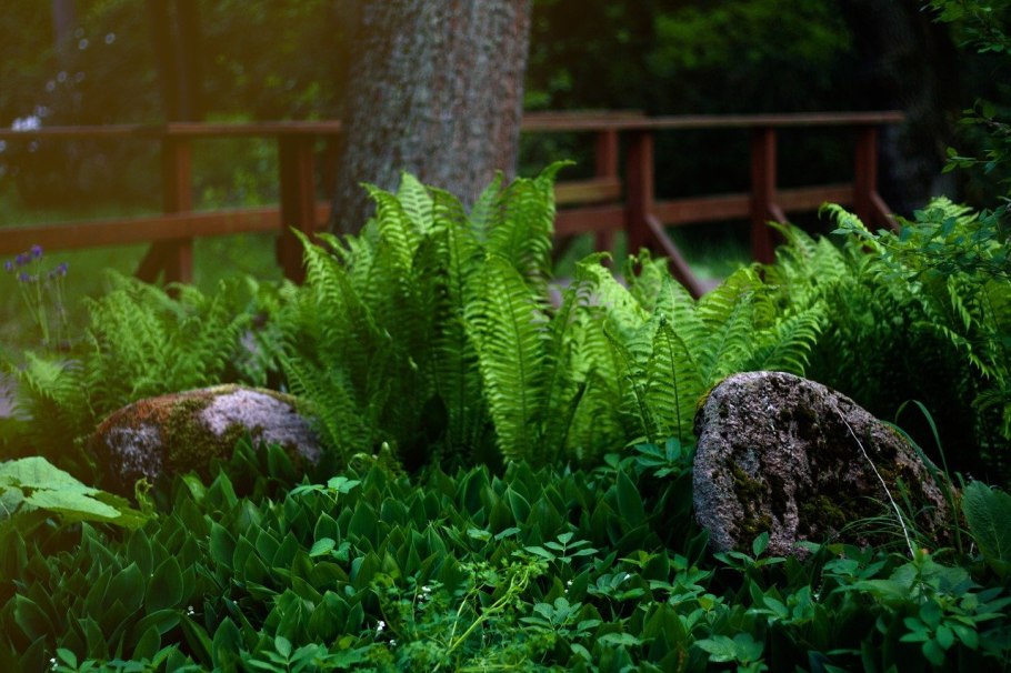 Папоротник осенью фото