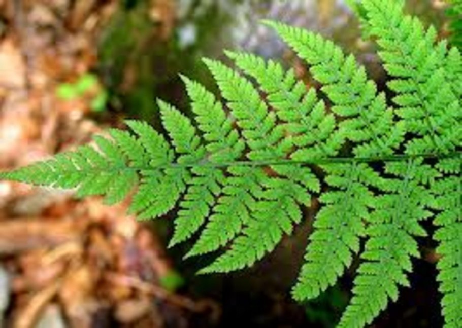 Щитовник красносорусовый autumn