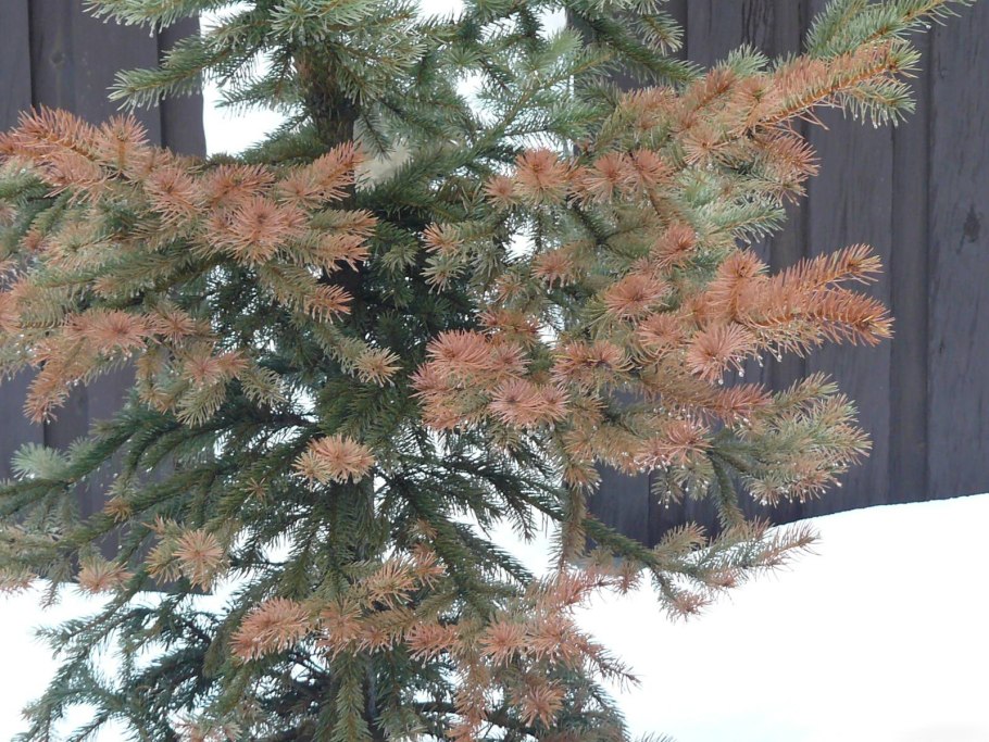 Сосна Тунберга (Pinus thunbergii ogon