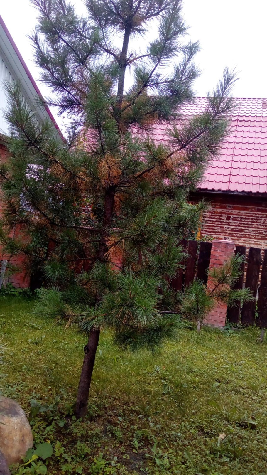 Кедр пожелтела хвоя