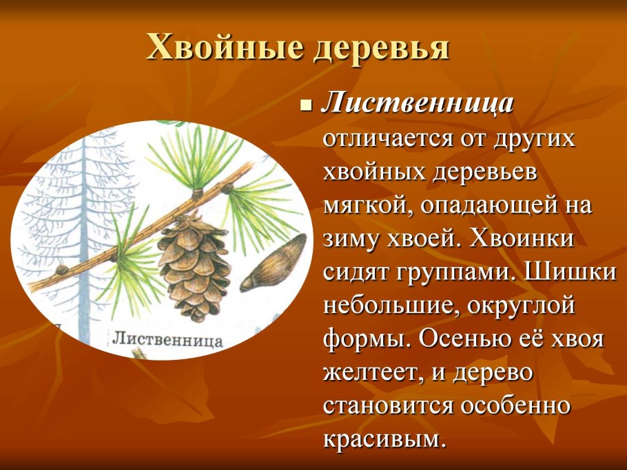 Лиственница шишки и хвоинки