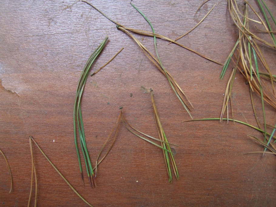 Pinus Sylvestris (сосна обыкновенная) 'Aurea'