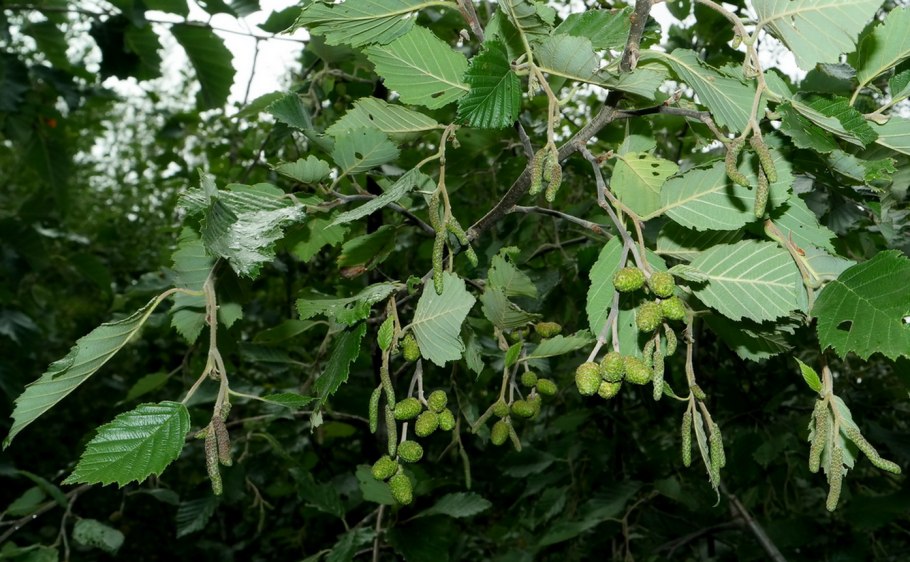 Ольха серая, или ольха белая (Alnus incana)