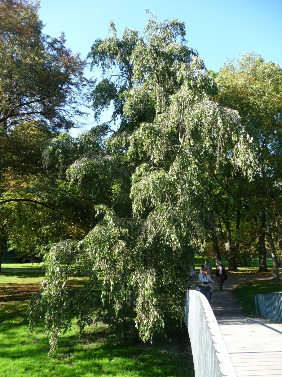 Ясень обыкновенный Fraxinus Excelsior
