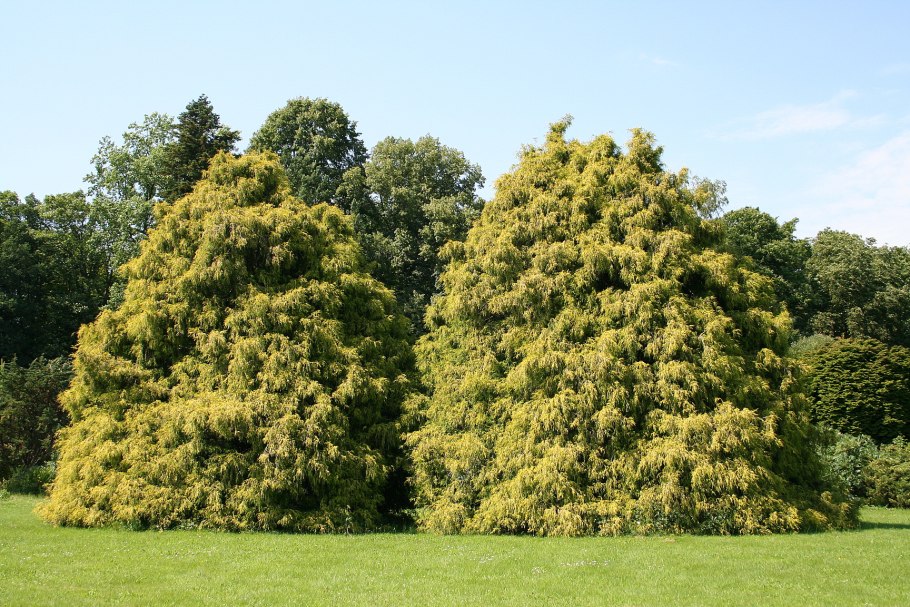 Fagus sylvatica Пендула