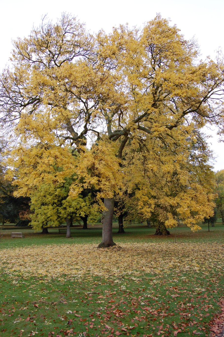 Ольха серая Alnus incana