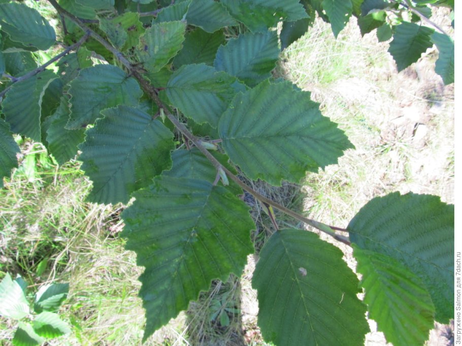 Ольха Alnus glutinosa