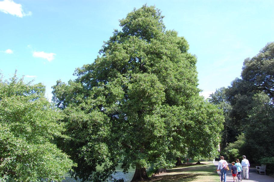 Ольха японская (Alnus japonica)