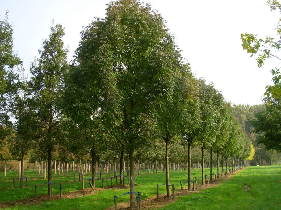 Ольха Alnus glutinosa