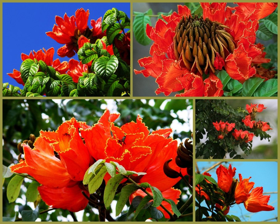 Тюльпановое дерево тюльпановое дерево