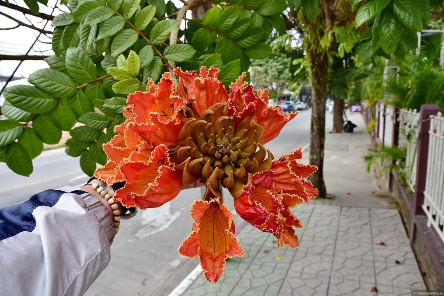 Спатодея без фона