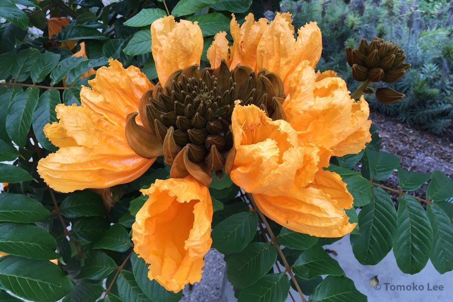 Спатодея африканское Тюльпанное дерево дома