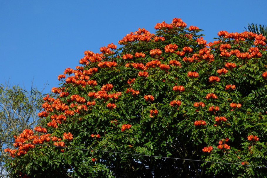 Тюльпановое дерево Маврикий