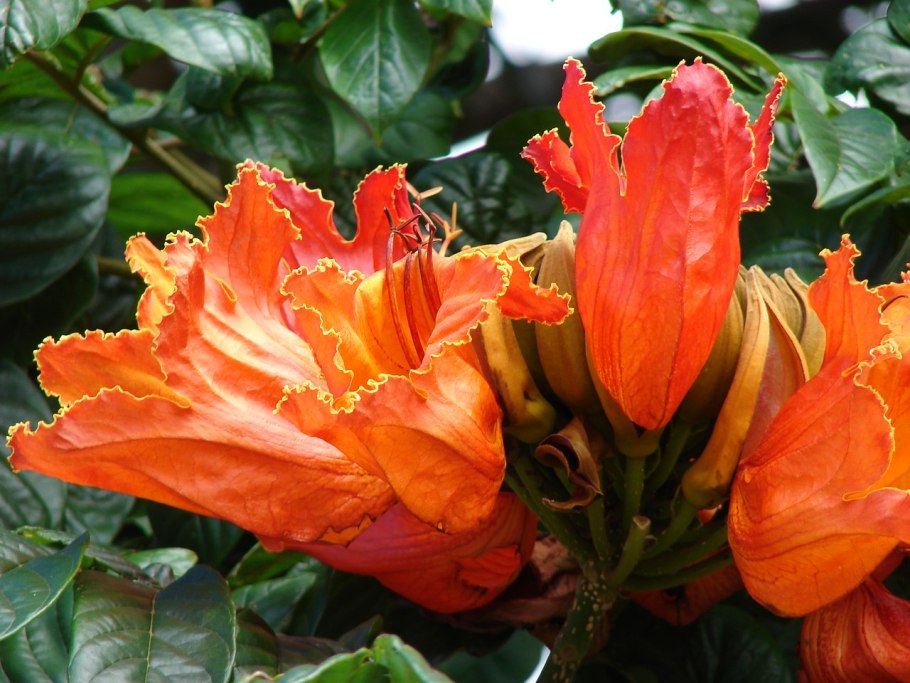 Африканское Тюльпанное дерево или спатодея колокольчатая