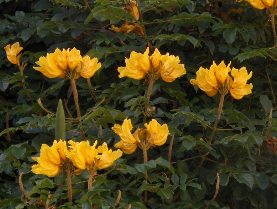 Спатодея тюльпановое дерево