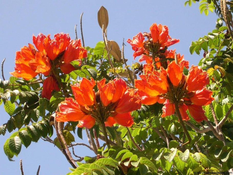 Тюльпановое дерево