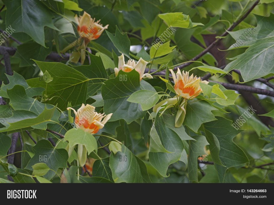 Тюльпановое дерево Краснодарский край