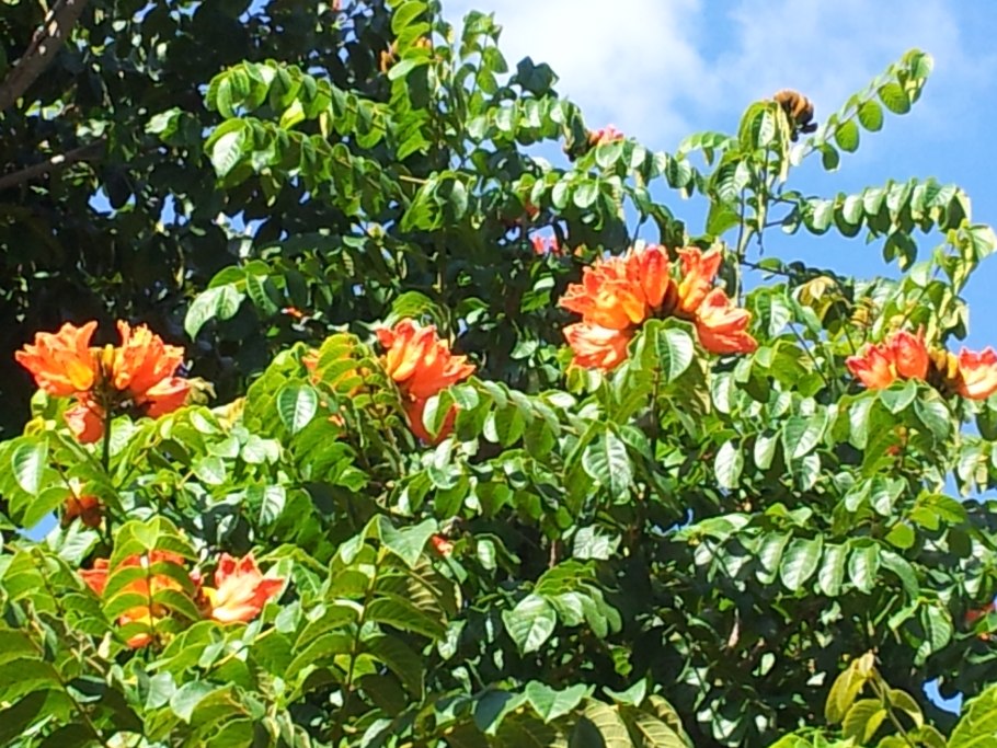 Лириодендрон китайский