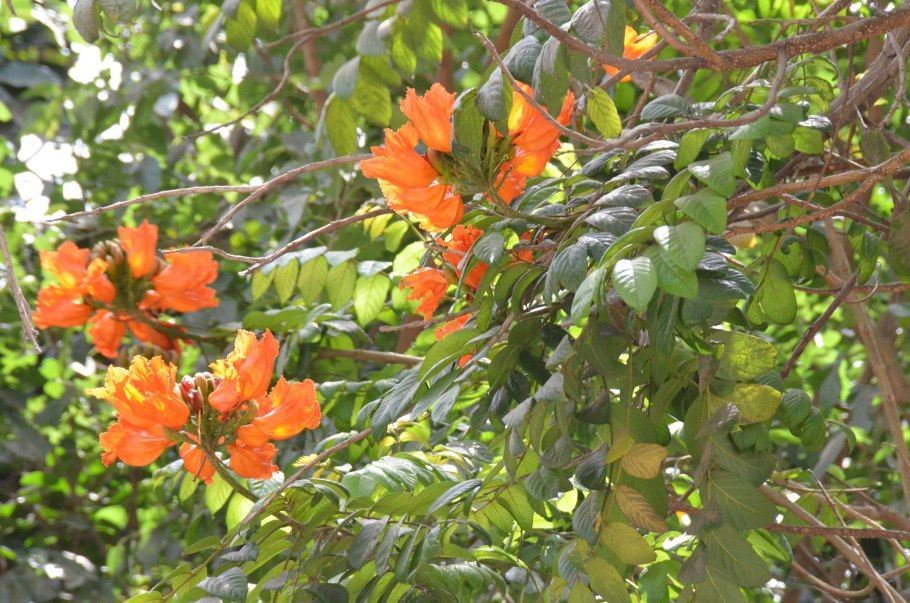 Тюльпанное дерево Северной Америки