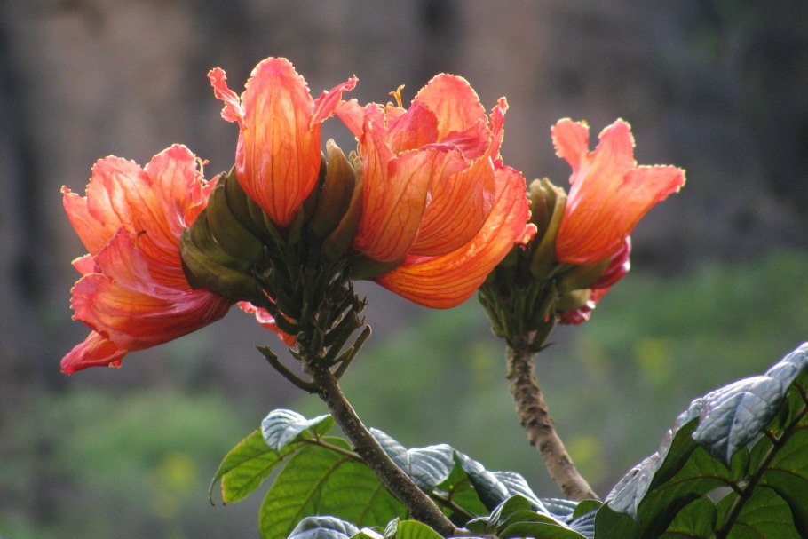 Тюльпанное дерево Лириодендрон китайский