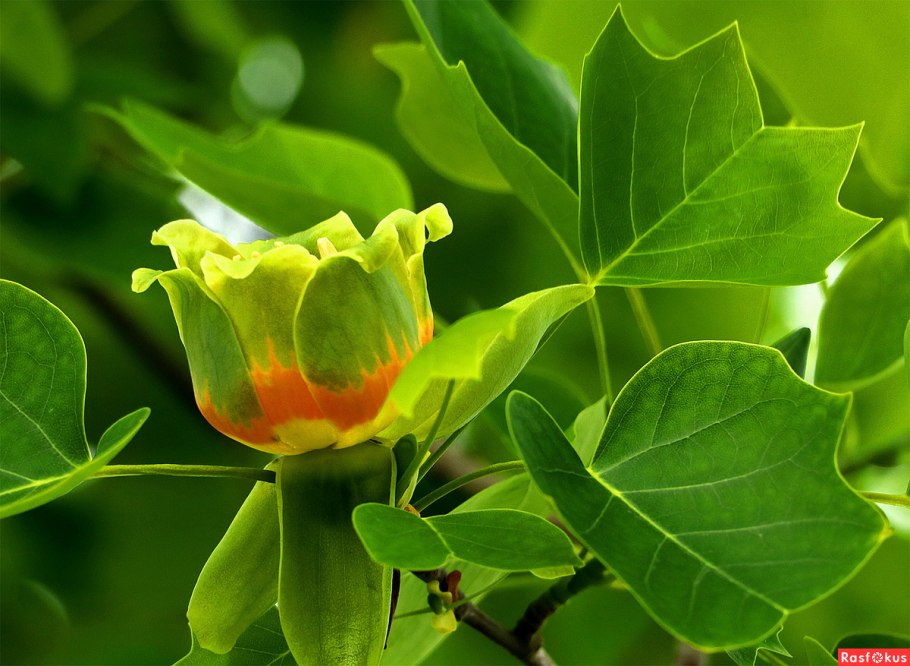 Лириодендрон Тюльпановый листья